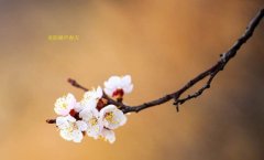 在這春暖花開的季節(jié)，歡迎你們加入知道網(wǎng)絡(luò)