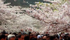 你見過空無一人的中山公園櫻花大道嗎？美！
